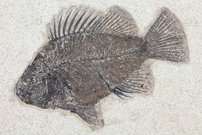 Cockerellites (Priscacara) Fossil Fish - Hanger Installed #93264